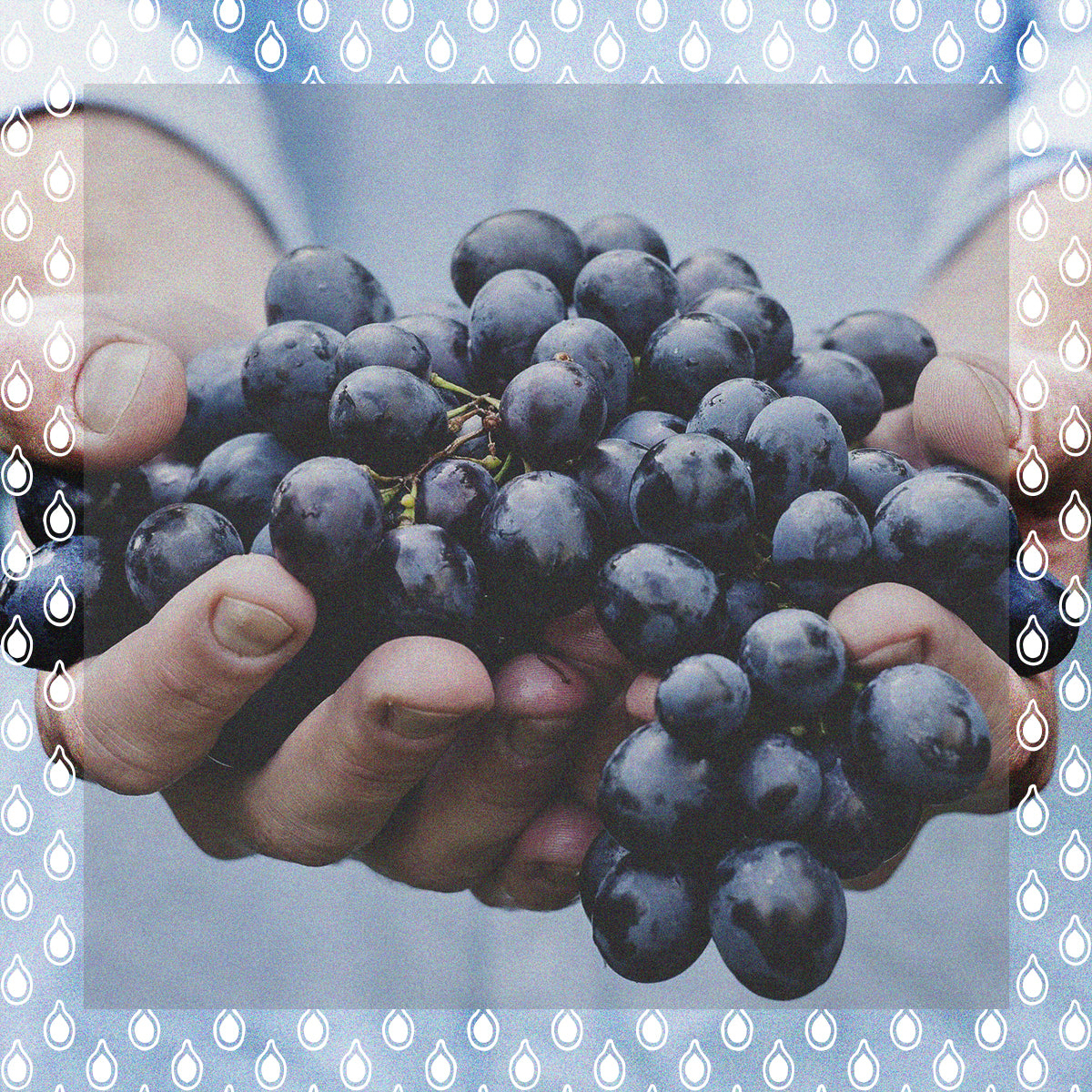 The Wine RayZyn™ Company - The Ultimate Superfood